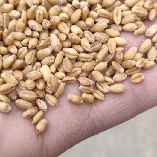 永城市白麦 精品优质小麦