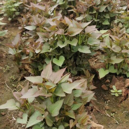 禹州市西瓜红红薯苗 大量出售各种红薯苗