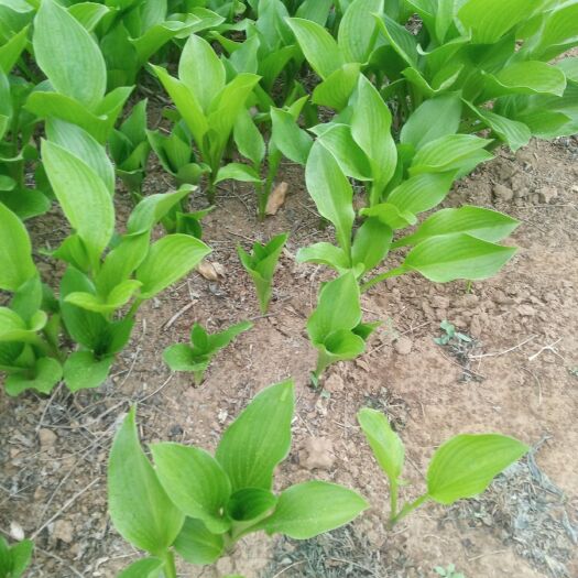 定州市紫玉簪白玉簪大叶玉簪小叶玉簪都有