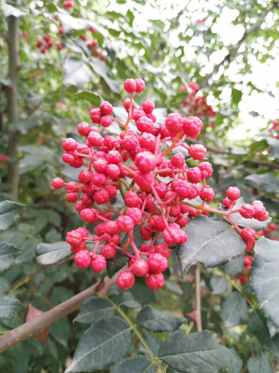 甘肃天水秦安大红袍花椒干花椒