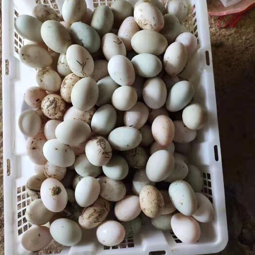 永州绿壳蛋 鸡蛋