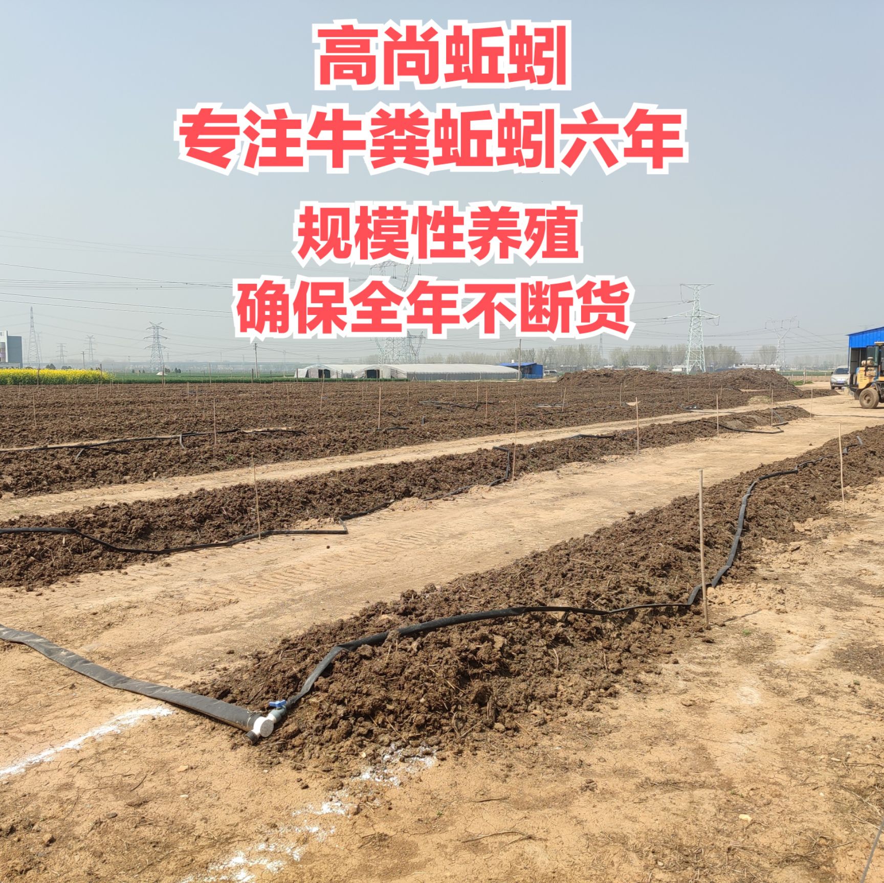 赤子爱胜蚓  基地直供，活体蚯蚓，散装蚯蚓，蚯蚓种苗。