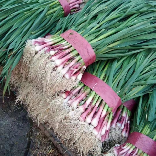涉县河北邯郸市涉县优质红根蒜苗自家产的