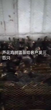 嘉祥县五黑鸡苗 五黑鸡脱温苗