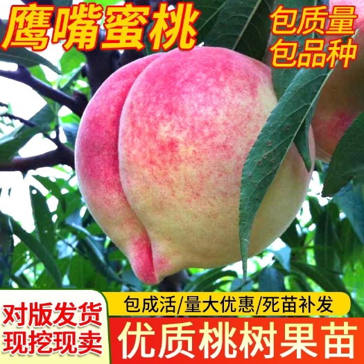 灵山县 嫁接鹰嘴桃苗当年结果血桃油桃水蜜桃树苗黄桃树苖冬桃树果苗
