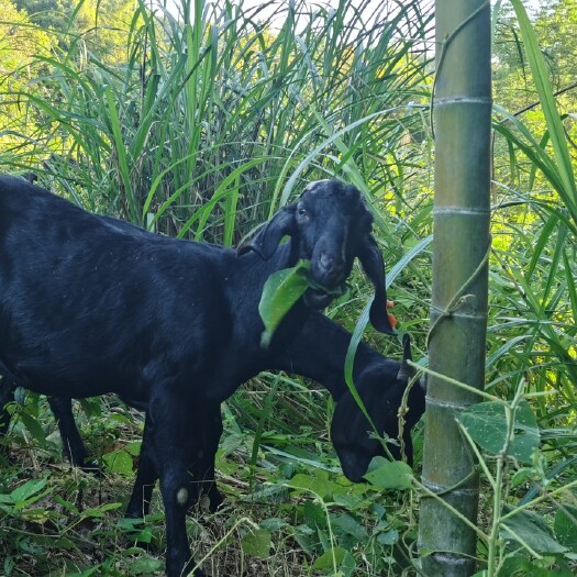 桃江县黑山羊羊苗种羊 努比亚黑山羊 后备母羊