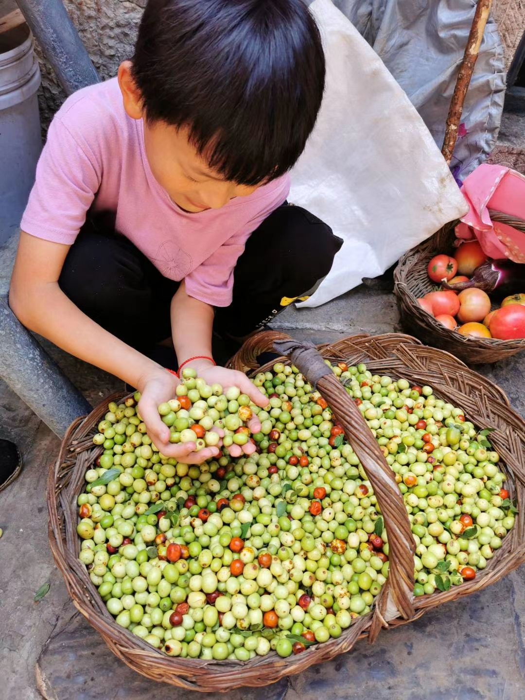 纯野生酸枣 泡水睡眠茶新鲜现摘零食野酸枣500g包邮