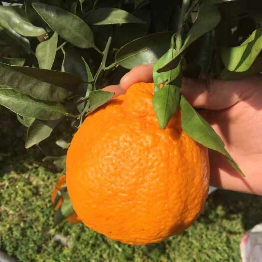 眉山不知火，丑八怪