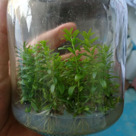 砚山县互叶百千层种苗