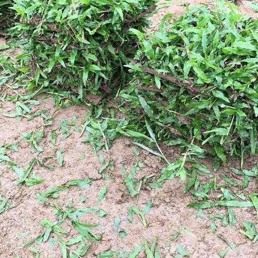 肇庆大叶油草