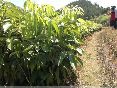 灵山县妃子笑荔枝苗 妃子笑正品嫁接苗