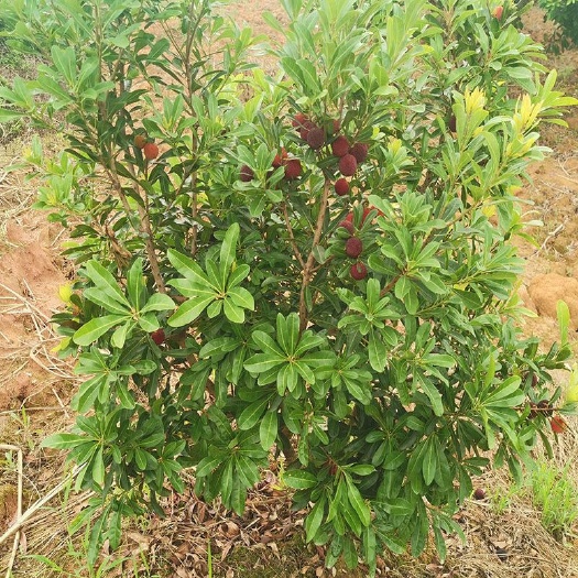 灵山县东魁杨梅树苗 
