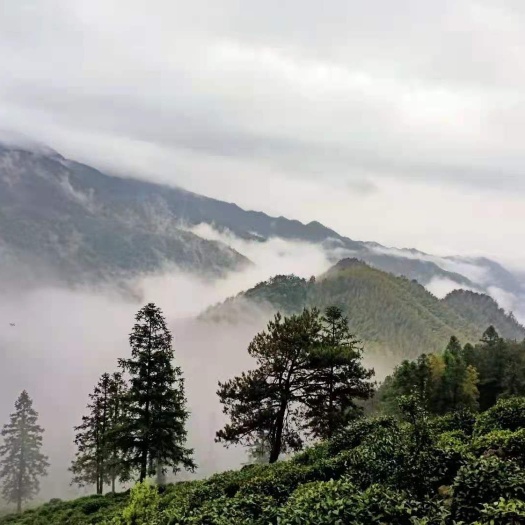 浮梁县 高山云雾茶，老品种，又名槠叶茶，茶园（不施农药化肥）