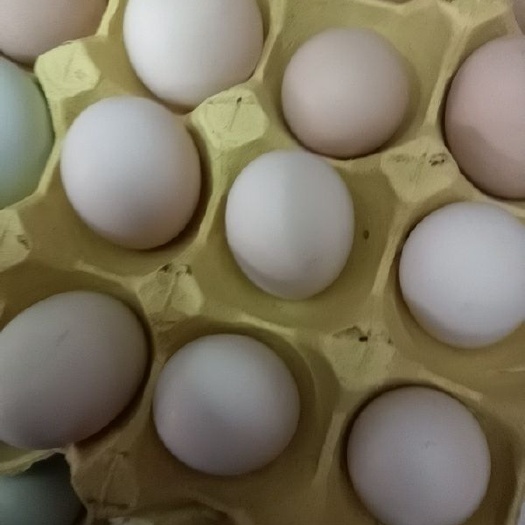 广州土鸡蛋 食用 散装 