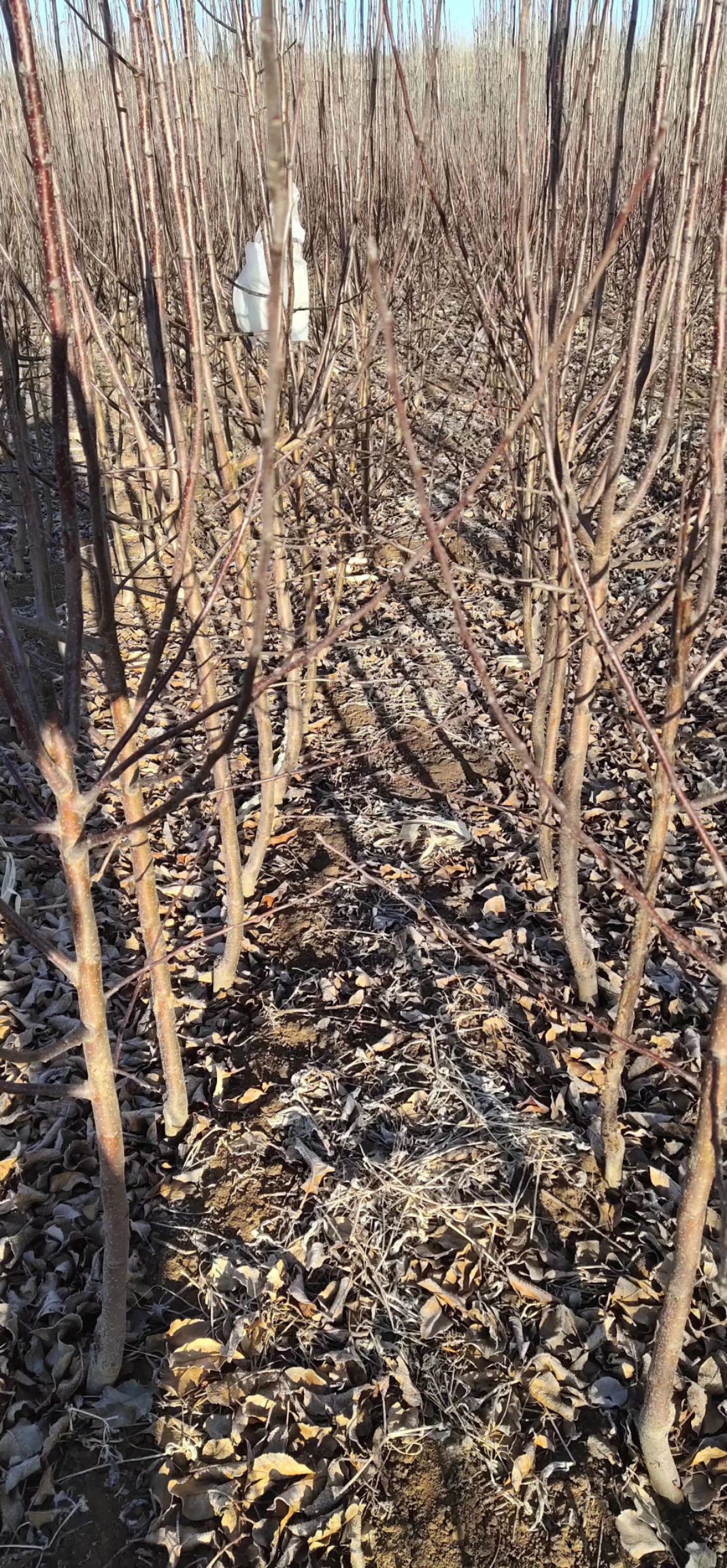 寒富苹果树苗 东北耐寒苹果树苗盆栽地栽寒富树苗南北方种植红富士果树苗品
