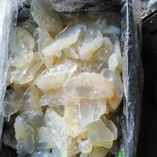滨州海蜇头，白花叶片，一手货源，基地直发，可长年供货