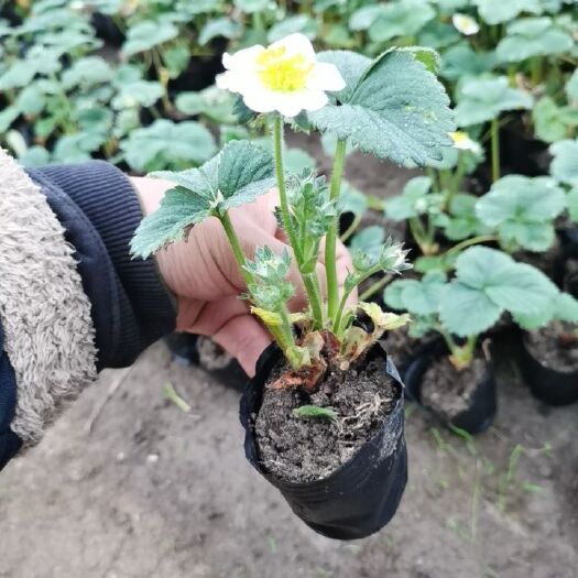 沭阳县 白草莓苗
