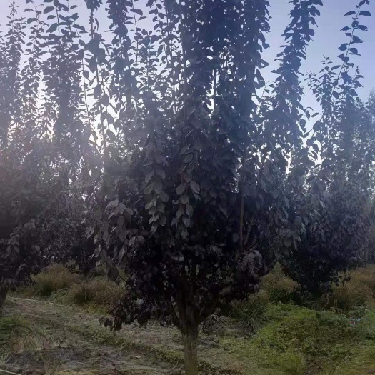 成都其它苗木 红叶李，在家基地，量大从优