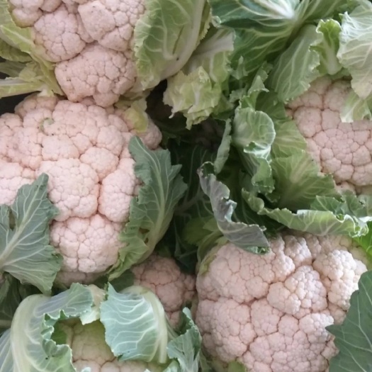 邯郸白花菜花  实花花菜