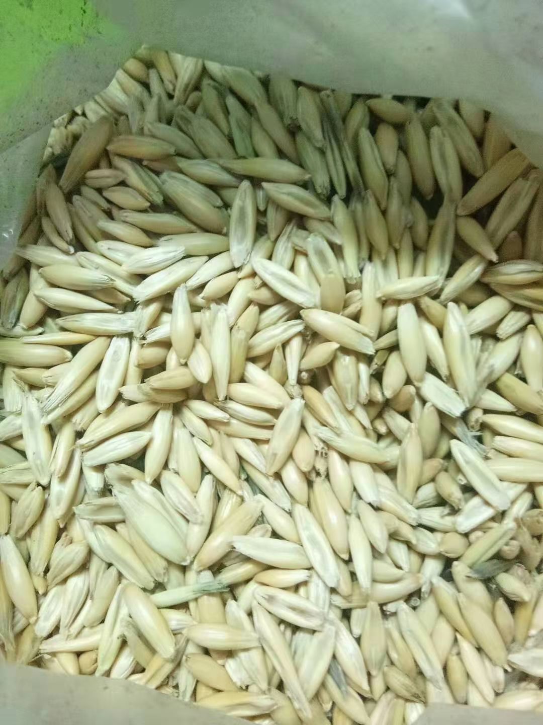 莜麦 