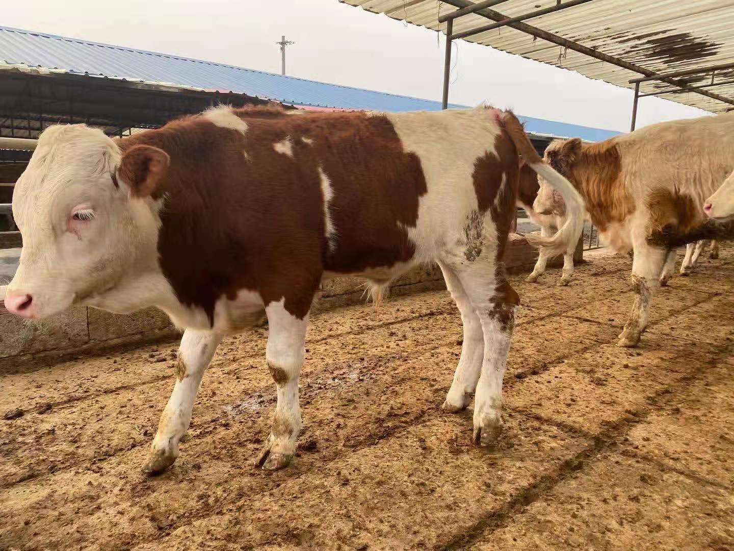 杂交牛 西门塔尔牛牛苗 买好牛苗请联系我