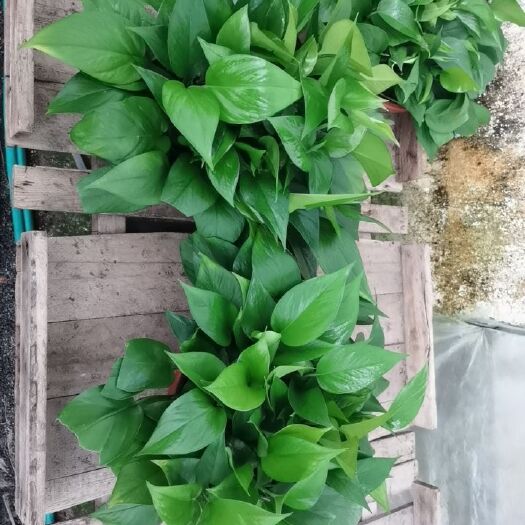青州市绿萝  枝叶茂盛