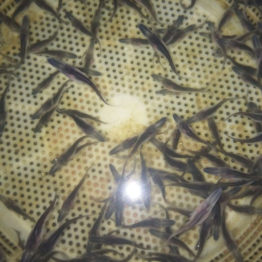 眉山鸭嘴鱼鱼苗，鸭嘴鱼苗，鱼苗，鸭嘴鱼苗，匙吻鱼苗，鸭嘴鱼