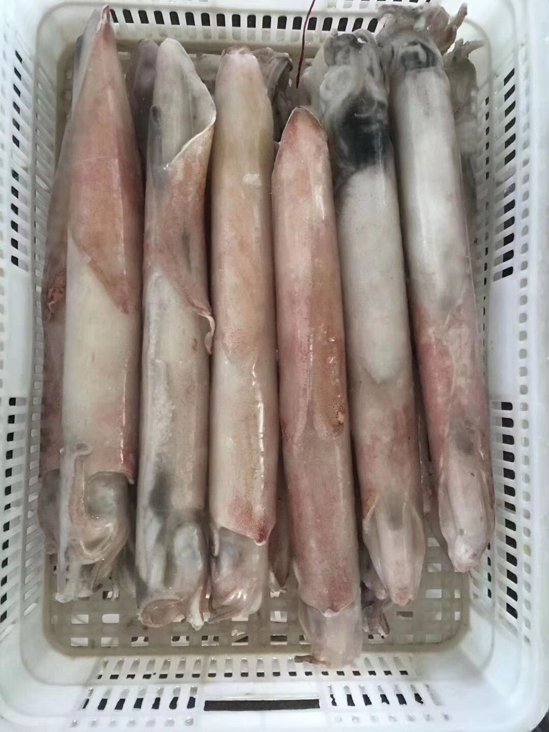海钓鱿鱼，甜脆爽口，冻厂直批
