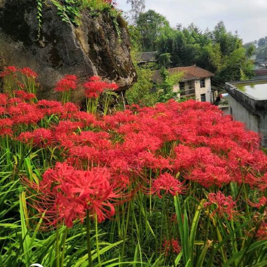 沭阳县石蒜种子  石蒜彼岸花曼珠沙华红花石蒜 粉色黄色工程绿化欢迎批发