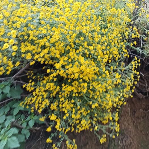 武山县寒菊 菊花