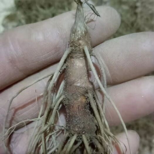 岫岩县苍术种苗 苍术苗，朱砂点北苍术苗