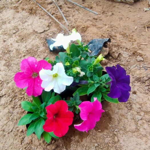 青州市 基地大量供应草花、地被、宿根类花海用花