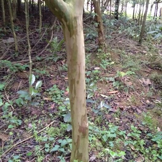 余庆县八月桂 
