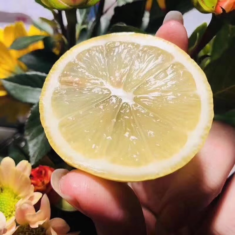 广东香水柠檬成熟黄柠檬新鲜四季柠檬香味浓奶茶店饮品店用