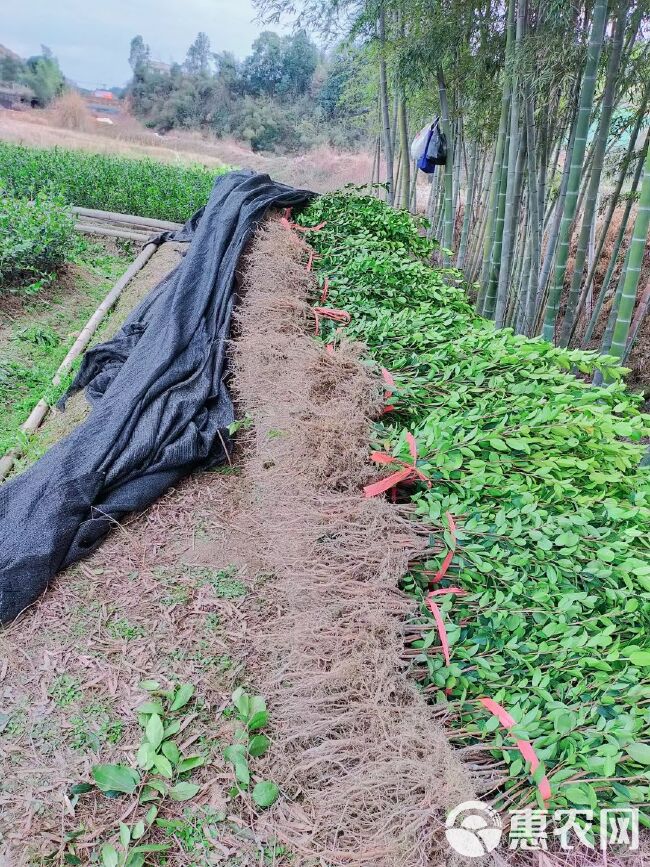 油茶树苗  长林系列湘林系列30公分以上长期供应大单，