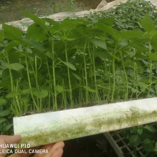长沙县线椒苗 湘研系列辣椒，茄子等菜苗！！