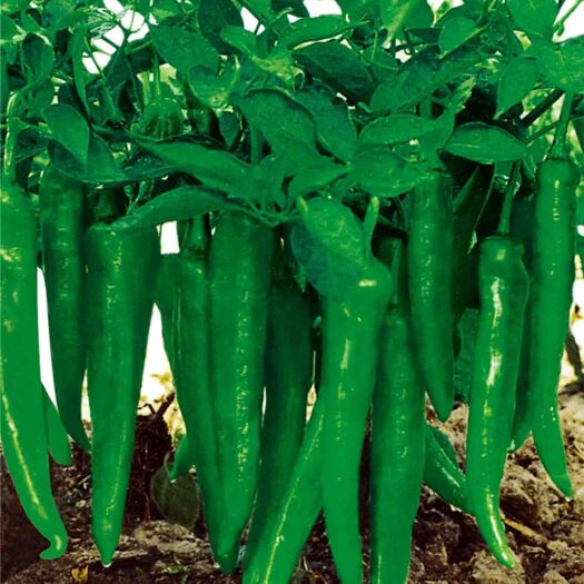 长沙县尖椒苗  湘研系列椒苗茄子苗等蔬菜苗
