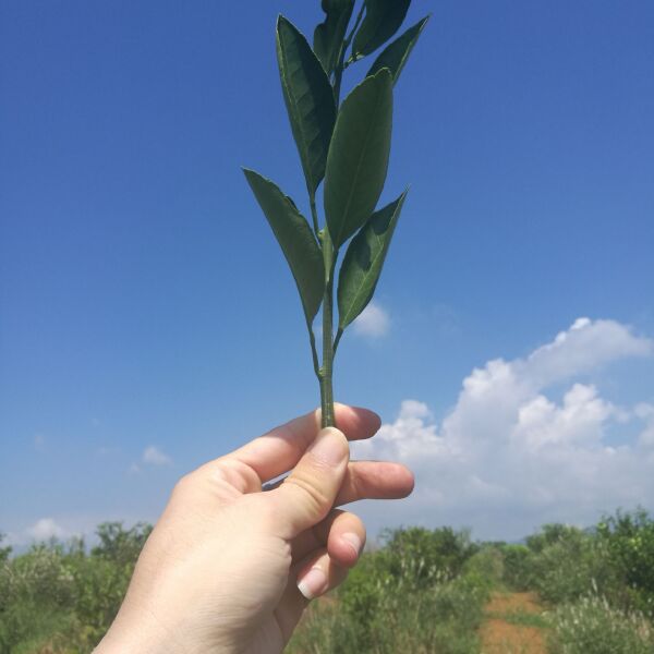 柑桔枝条  好晴姬，好品质！