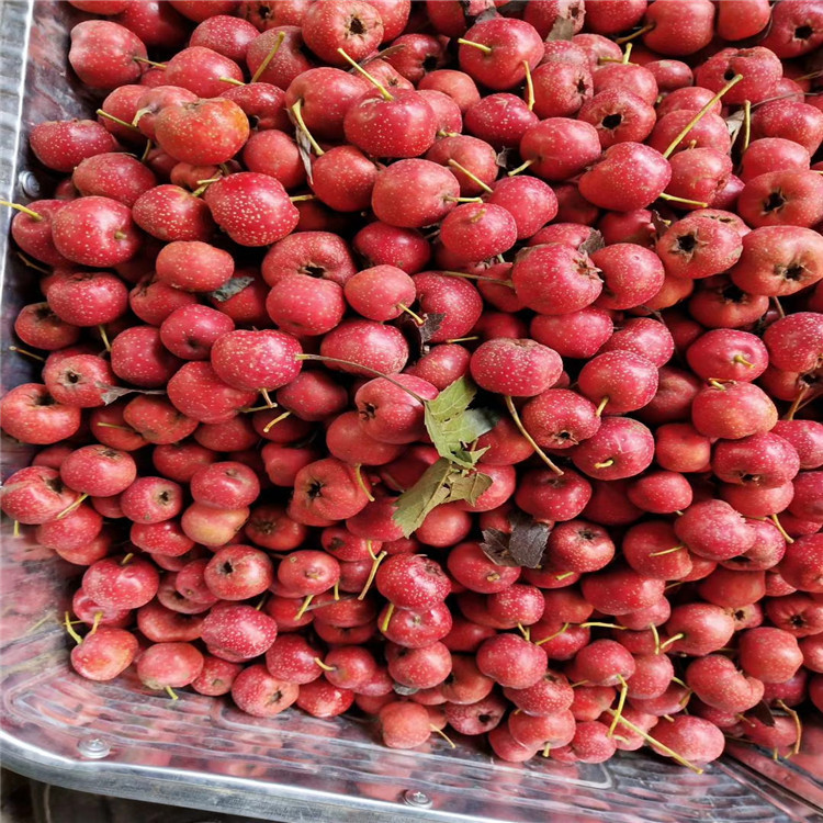 大绵球山楂  山楂 大棉球  口感好  老少皆宜  无虫眼