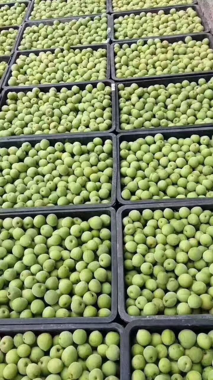 青梅  一手货源  纯手摘