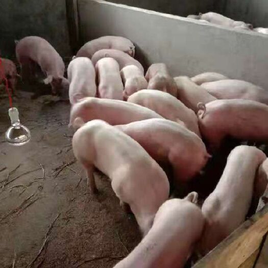 武冈市本厂常年供应三元仔猪`品种齐全丶厂家直销、检防疫齐全、