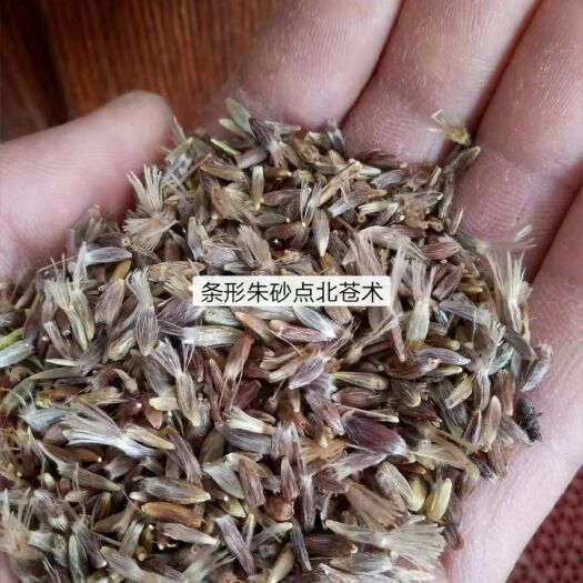 岫岩县苍术种子