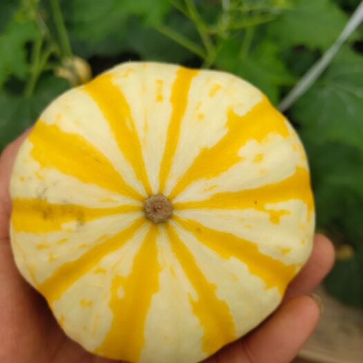 昌乐县桔瓜5---8两  大量有货