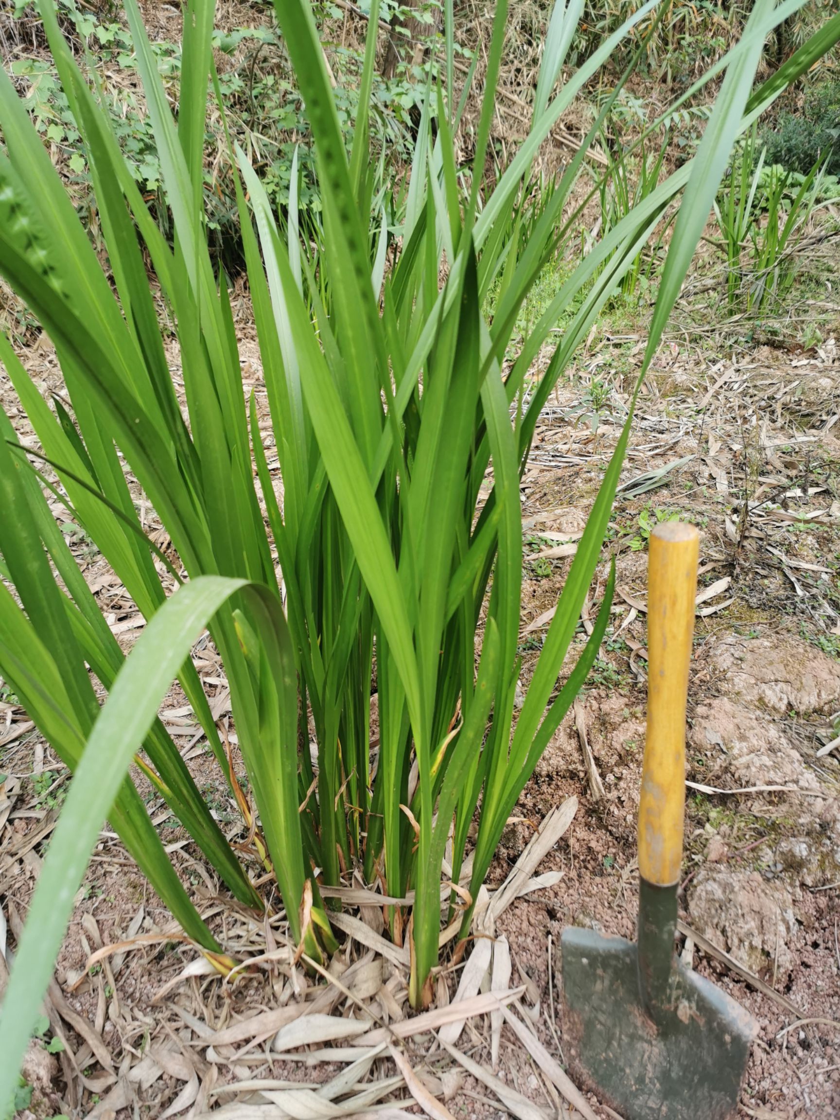  菖蒲