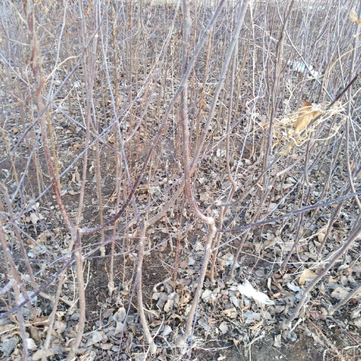 围场县苹果树苗 出售大量苹果树河北省承德市围场县四道沟乡五道沟门联系人董海