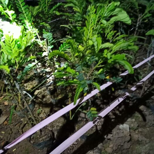 普宁市余甘果苗 小杯甜油甘苗