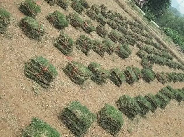南宁马尼拉草皮 草皮