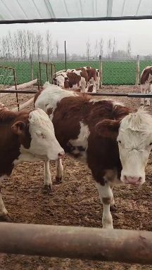 肉牛  ，牛犊，西门塔牛，家庭养殖农场自繁殖自销售生长快抗病强。