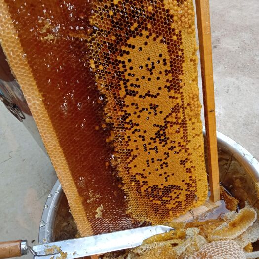 合浦县荔枝蜜  出售自家纯正荔枝蜂蜜