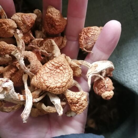 海林市滑子菇  东北桦子菇，精品滑子蘑，花脸蘑，小黄蘑